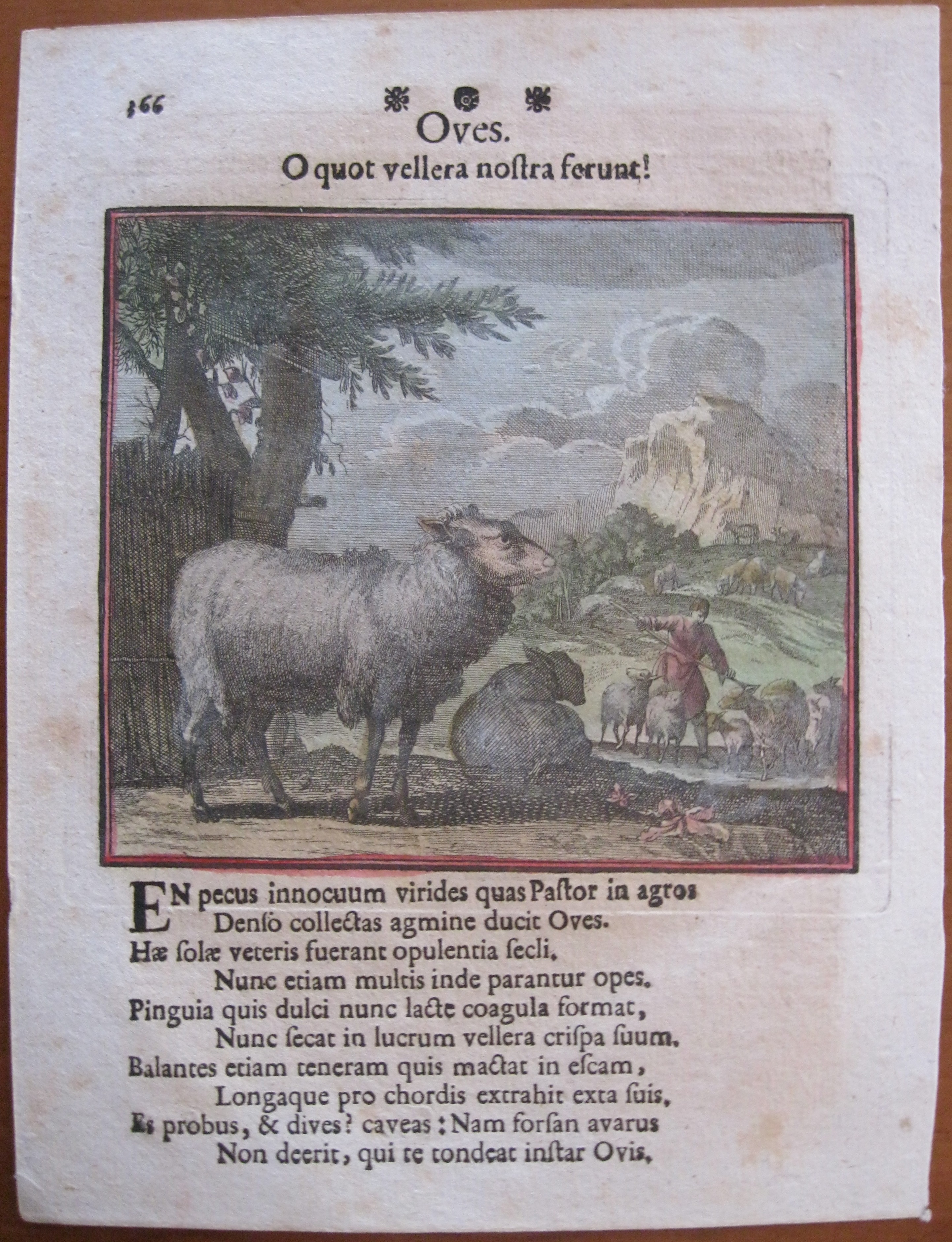 El pastor de ovejas, Santa Clara - Weigel, 1707.